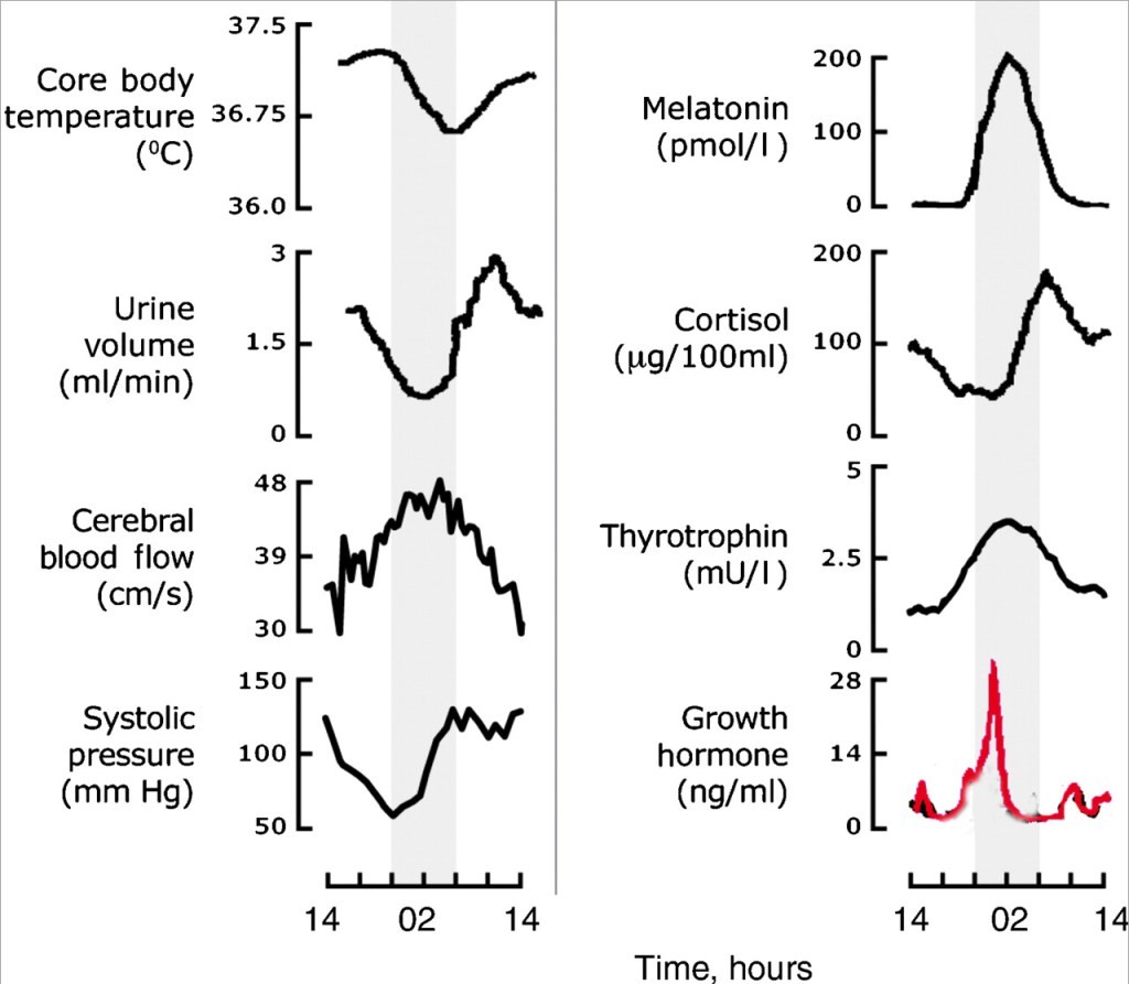 Circadian Rhythms for Health & Resilience : EQ Mindware